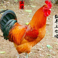 农家土公鸡 营养滋补美味 活杀现发 整只包邮
