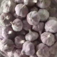 大蒜山东大蒜 货量充足 一手货源 品种齐全 按需做货出口大蒜