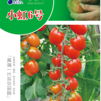 小虹6号（面议）