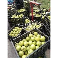 皇冠梨 优质皇冠梨 皇冠梨报价（面议）