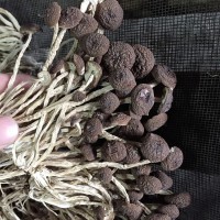 君志 江西广昌5号茶树菇干货批发 散装不开伞精选细条 产地货源