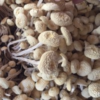 君志 江西广昌特产白色茶树菇干货批发新鲜不开伞6号金顶菇食用菌  2件