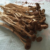 君志 江西广昌3号茶树菇干货批发食用菌 中粗不开伞精品 2023新货  2件