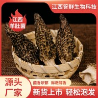 头茬羊肚菌干货汤包菌菇干货伴手礼新货煲汤火锅羊肚菌批发  2斤