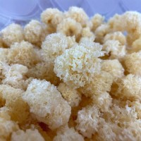 厂家直供古田仿椴木珍珠小银耳散装批发银耳干货白木耳雪耳丑糯耳