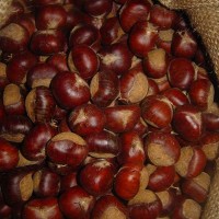 保鲜板栗（面议）