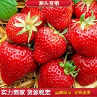 丹东99奶油大草莓种籽四季花种籽子草莓苗种植蔬菜种孑花卉种子全