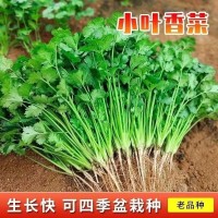 农家小叶香菜种子老品种浓香型小香菜籽四季易种阳台盆栽蔬菜种籽