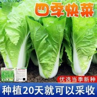 四季奶油快菜种子小白菜菜籽耐热速生快菜种孑阳台蔬菜籽种大全