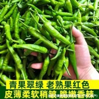 樟树椒种子薄皮樟树港高产辣椒种子优质辣椒种子春秋樟树港辣椒籽