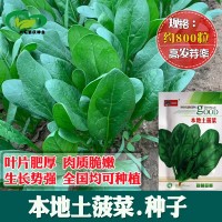 本地土菠菜种子 农田菜园可盆栽叶柄短粗尖叶肥厚质嫩菠菜蔬菜籽