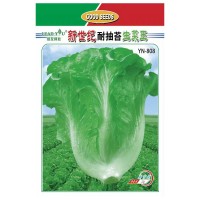蔬菜种子批发生菜种子 25克绿友种业新世纪耐抽苔生菜王种籽