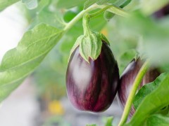 种植茄子过程中容易出现哪些病害问题?如何正确防治?