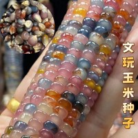 七彩琉璃玉米种子文玩玉米种籽彩色玉米种子颜色绚丽颗粒晶莹剔透