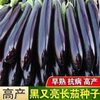 绿把茄子种子大全茄瓜种孑紫茄黑宝长茄种籽原装种子大全批发代发