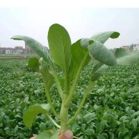 四九菜心种子大全油青菜芯菜苔芯蔬菜种籽孑原装种子大全批发代发