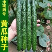 津研四号黄瓜种子大全刺黄瓜水果青黄瓜种籽原装种子大全批发代发