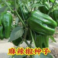 麻椒薄皮辣椒蔬菜种子秧苗四季种苗麻椒麻辣青椒灯笼椒种籽口感好