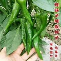 正宗樟树港辣椒种子优质小辣椒种子薄皮辣椒易挂果秋冬季蔬菜种子