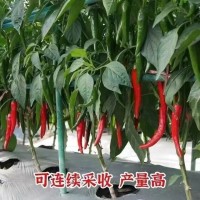 美人辣椒种子庭院菜园可四季盆栽香辣味浓油亮顺直红尖椒蔬菜籽