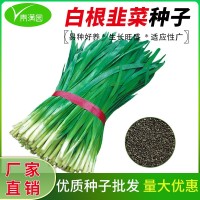 791宽叶雪韭王割茬白根韭菜种子春季播种农家田园阳台蔬菜种子