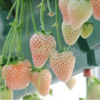 批发水果草莓种子盆栽草莓四季都可以种100粒四季易播阳台种苗