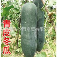 批发彩包青皮冬瓜种子蔬果植物 蔬菜种子新品种出芽率高家庭
