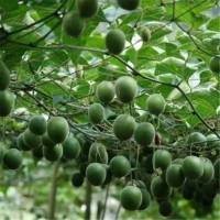 罗汉果种子多年生正宗罗汉果种籽爬藤种子阳台植物四季易蔬果种子