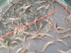 水产养殖及南美白对虾实用养殖技术