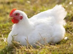 肉鸡催肥四法