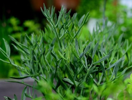 茴香怎么种植，茴香的种植技巧