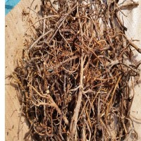 柴胡甘肃陇南家种加工芦头0.5公分产地批发量大从优中药材