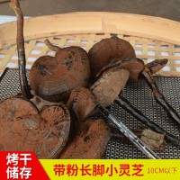 农产品500g椴木紫灵芝 不苦带粉长脚黑灵芝 跨境外贸10cm长柄灵芝
