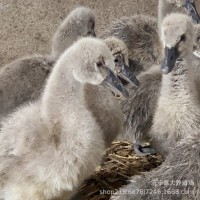 黑天鹅幼苗 黑天鹅脱温苗多少钱一对 出售成年观赏黑天鹅活体      2只