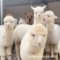 现在羊驼市场价格 家养宠物羊驼活体 小羊驼幼仔 羊驼苗养殖场     2只
