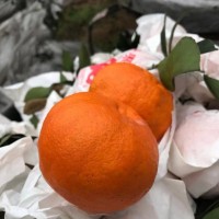 现货一件代发眉山丹棱果园新鲜现摘现发阿斯蜜明日见柑橘水果批发