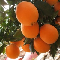 奉节脐橙树 重庆6公分纽荷尔脐橙果树四川果树 贵州果树 云南果树    100棵