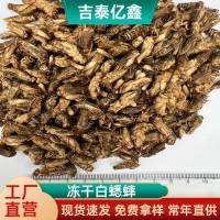 爬虫蛙鱼类食品保鲜虫蟋蟀大麦虫杜比亚蜈蚣昆娃树蛙守宫冻干饲料