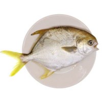 金鲳鱼 活冻金鲳鱼 刺少无鳞 1公斤2条 源自深海海鲜鲜美    5斤