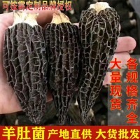 云南特产羊肚菌批发蘑菇头茬剪柄羊肚菌干货批发代发春羊肚500克