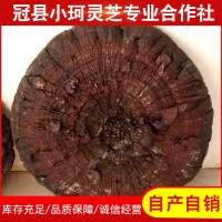 自产自销 整棵大灵芝 赤灵芝 20cm-150cm赤灵芝     2个