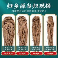 岷县当归特大条正品干货无硫熏500克整根全当归甘肃产地批发中药