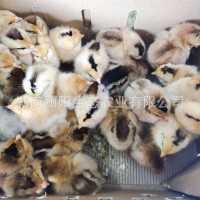 出售脱温麻羽绿壳蛋鸡苗一个月龄鸡仔活体农村放养多蛋鸡易活好养    100只
