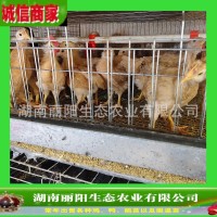 出售苏禽鸡苗脱温架子鸡可以直接山地放养土鸡活体活苗支持技术指    500只