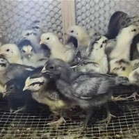 脱温鹊山鸡苗一个月中鸡崽活体鸡苗山地放养易活好养支持技术指导    500只