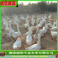 批发鹅苗活体三花鹅出壳一日龄鹅雏放养草鹅免费提供养殖技术指导    100只