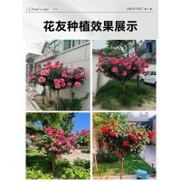 高档树桩月季特大花多季开花棒棒糖树状玫瑰花苗带花苞嫁接大苗  1件