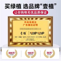 中国红枫盆栽室内大型绿植日本红枫树树苗植物红舞姬耐寒四季好养  1件