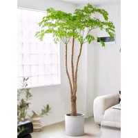 幌伞枫原生老桩幸福树盆栽大型室内植物客厅办公室绿植景四季好养  1件