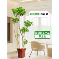 香水米兰花盆栽客厅大型绿植高级感植物开花真树室内四季好养花卉  1件